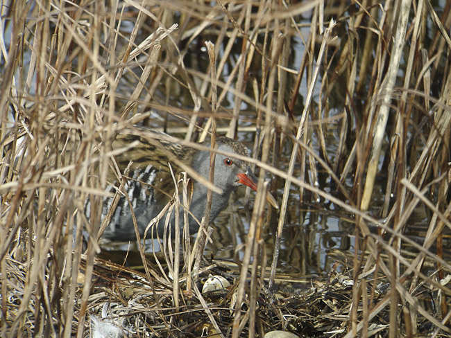 WeBS @ Rye Harbour